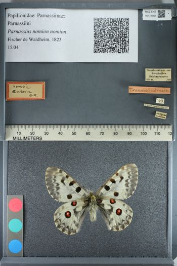 Media type: image;   Entomology 174982